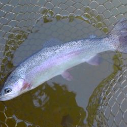 大安トラウトレイク釣果